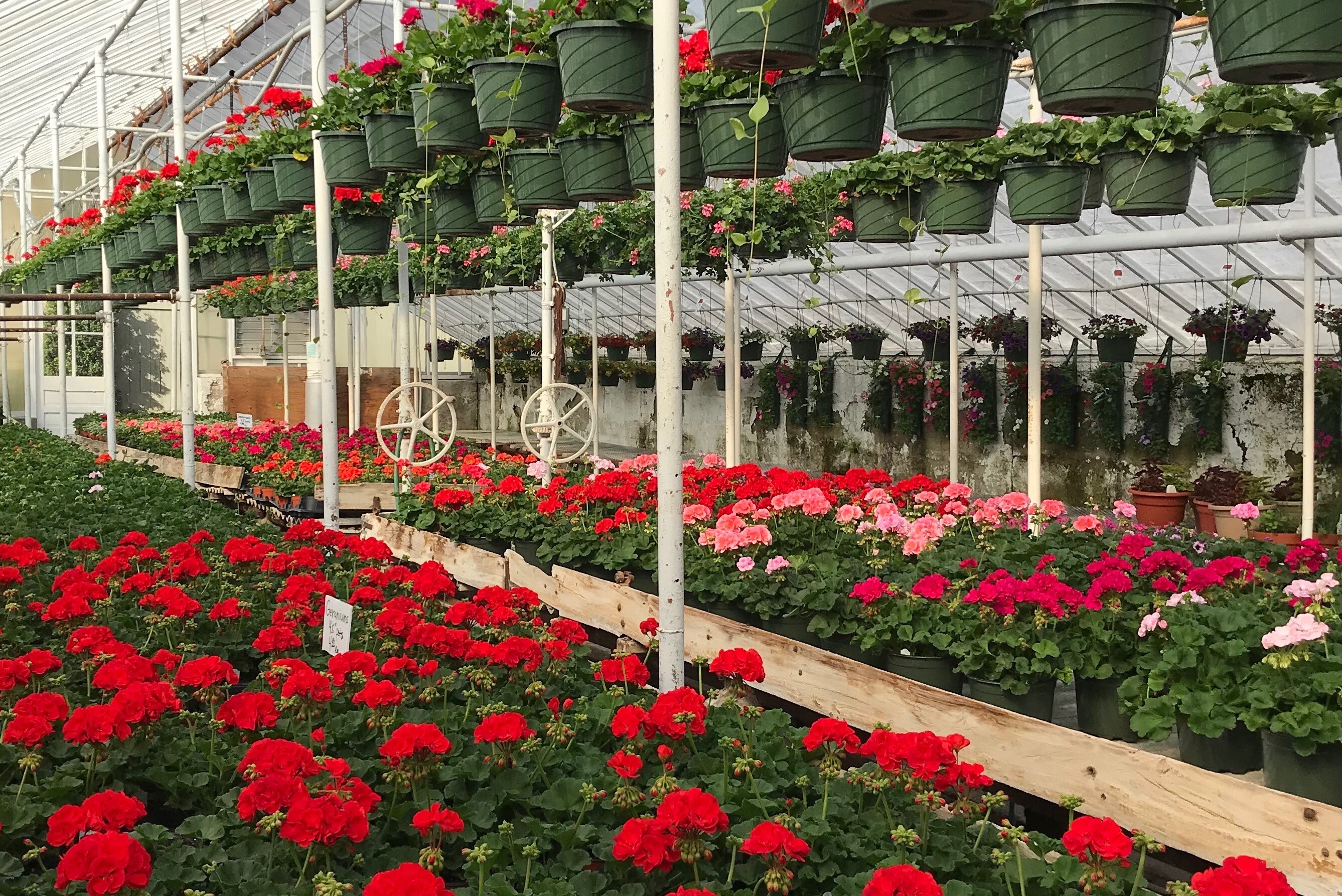 Flower Delivery to Goshen by Tom's Greenhouses and Florist